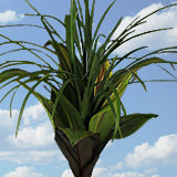 Arrangement Green Tropical 7 Bouquets